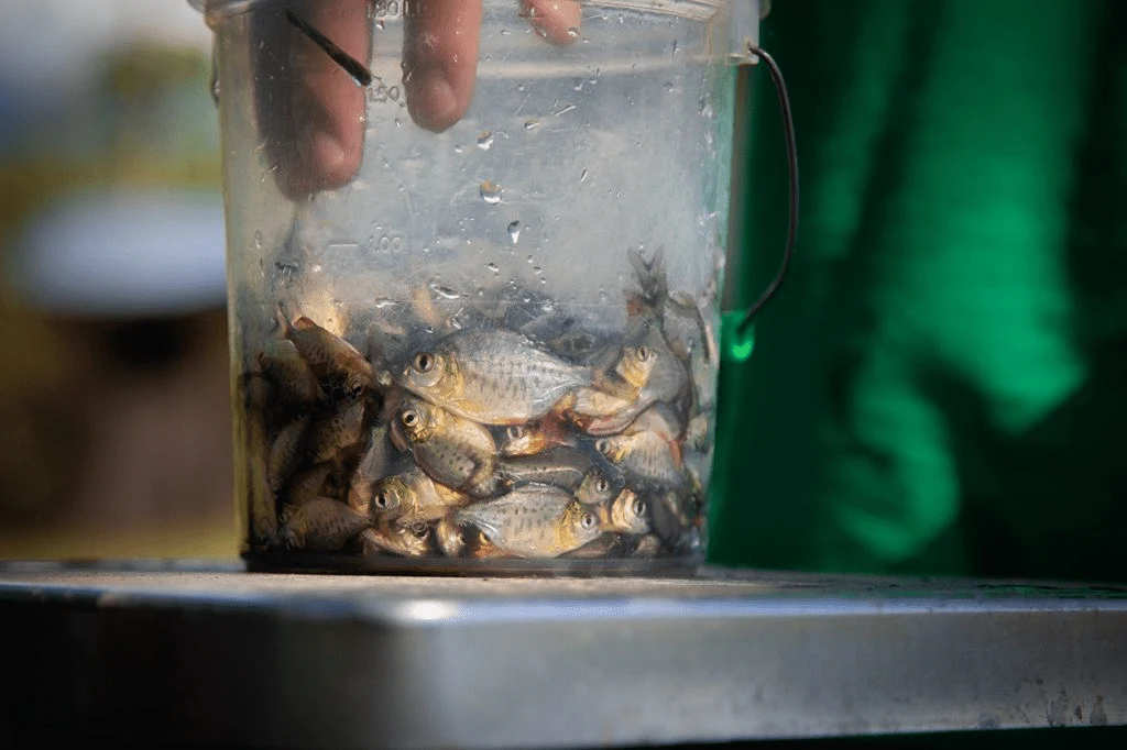 Comunidades nativas de Pasco se benefician con la producción de plátanos y peces amazónicos
