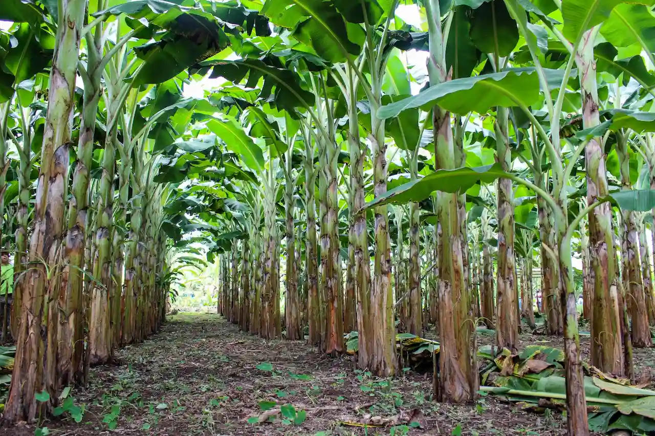 Tingo María será sede del Festival del Plátano