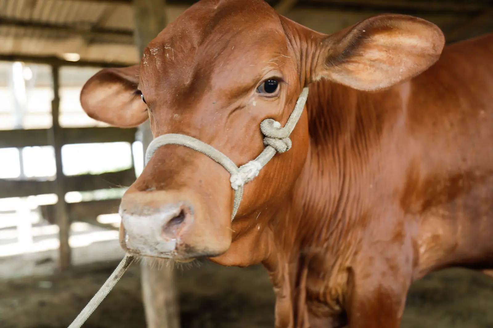 Ganaderos de Ucayali impulsan su desarrollo económico gracias al mejoramiento genético