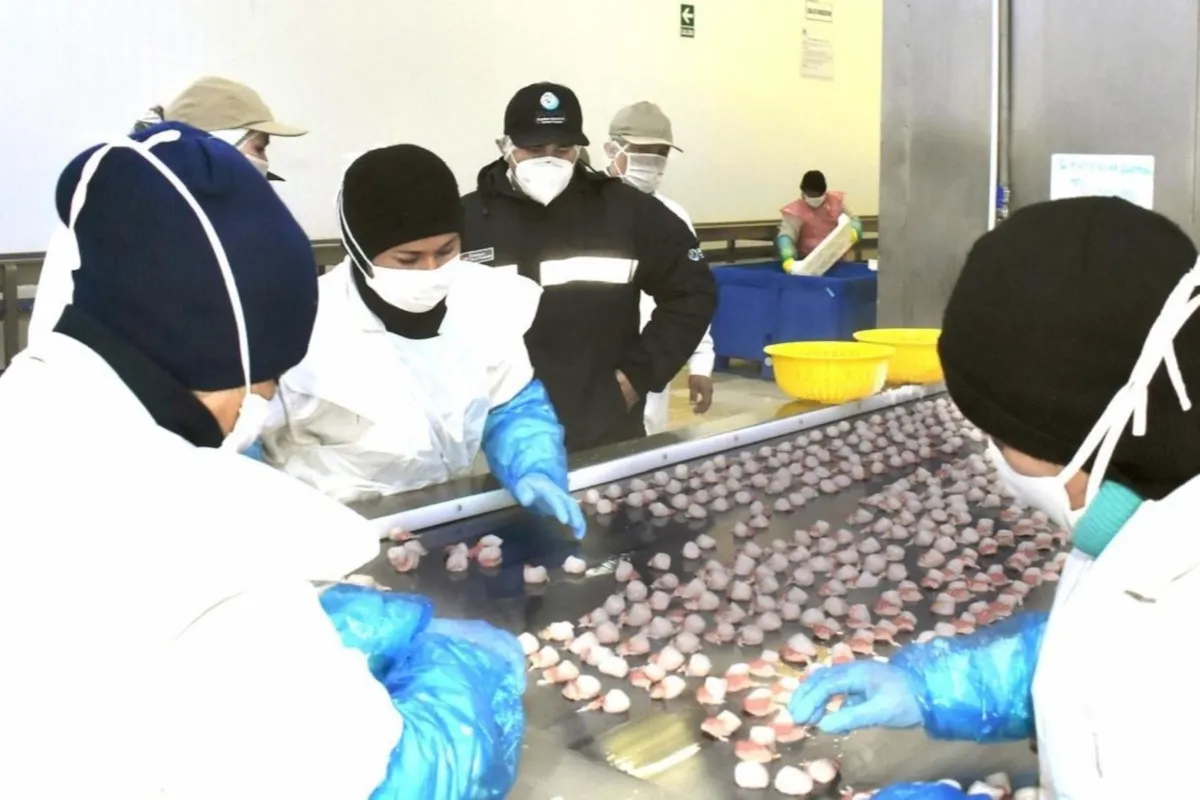 Las modificaciones en los planes de Sanipes aseguran la conformidad con los estándares de la Unión Europea para productos acuícolas. Foto: Produce.