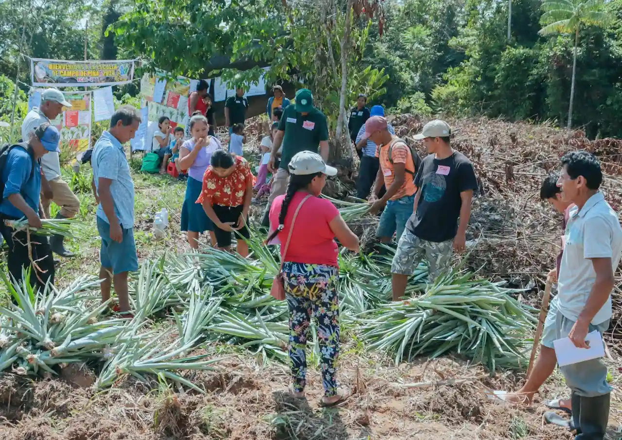 Ucayali: Inician Escuela de Campo para mejorar producción de piña sostenible