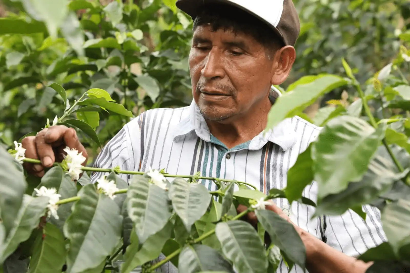 José Rimachi: El barista del Vraem que transformó su vida a través del café