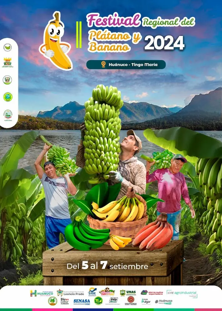 Ventas de plátano huanuqueño a Lima superaron los S/120 millones en 2023