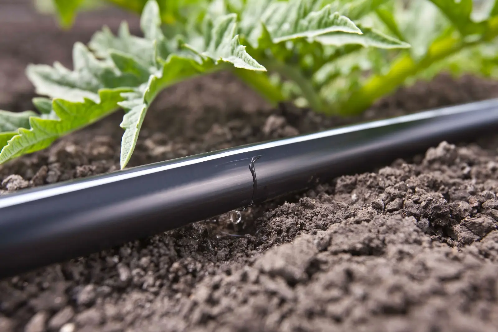 Lanzan guías de ‘Riego por Goteo’ en español