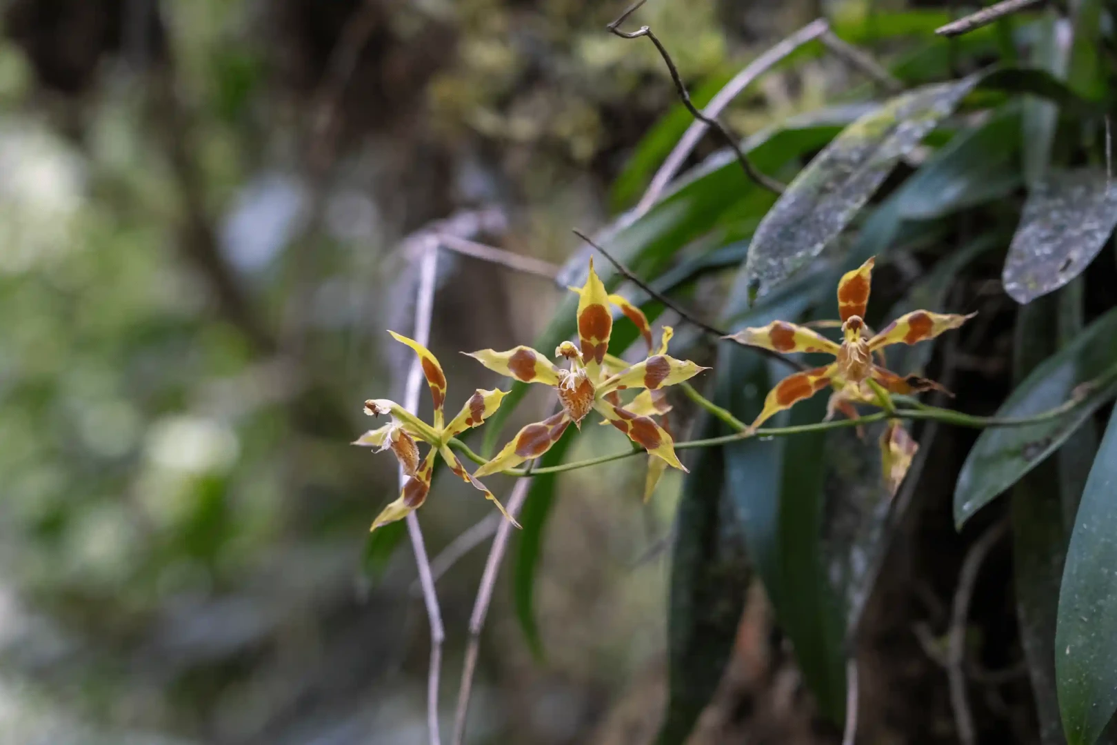 Relizarán webinar para promocionar la biodiversidad del Parque Nacional Yanachaga Chemillén