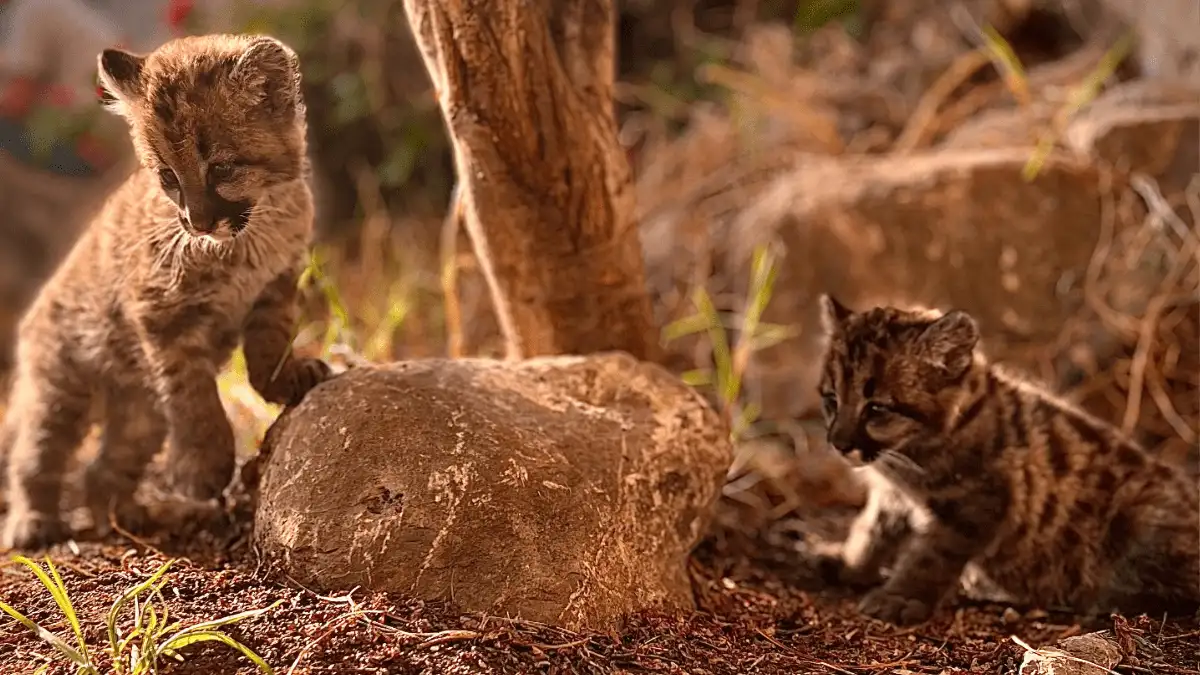 Rescatan dos crías de puma andino en Apurímac hallados por comunidad campesina