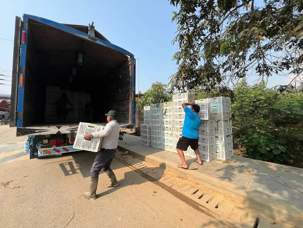 Festival del plátano en Pangoa impulsará producción de harina a partir del cultivo