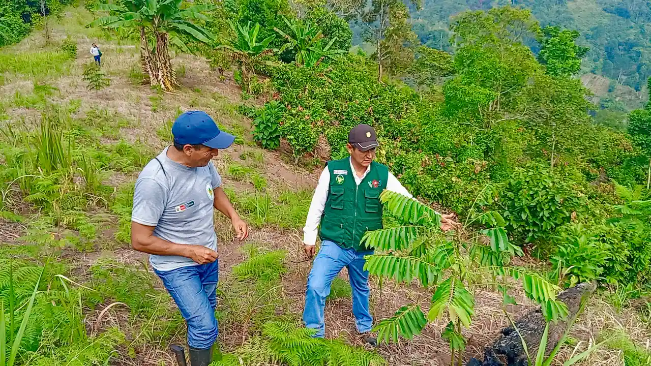 Proyecto Especial Alto Huallaga viene recuperando 3500 hectáreas de suelos degradados en San Martín