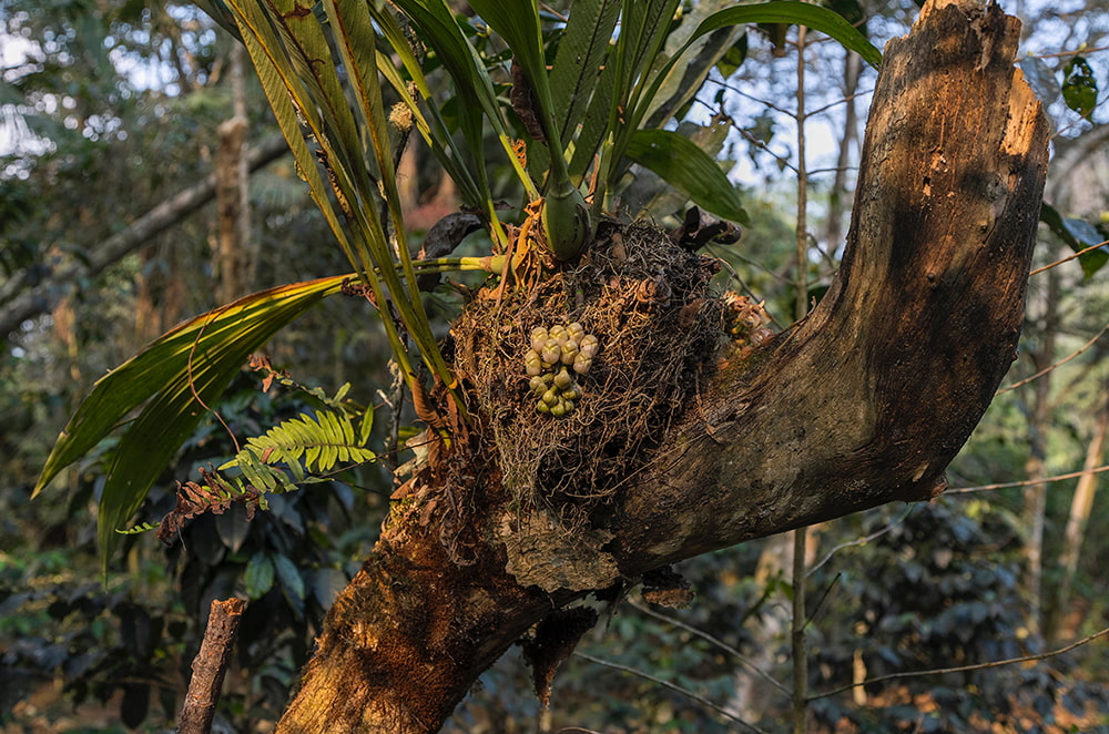 El III Congreso Peruano de Orquideología se realizará en Oxapampa del 7 al 11 de octubre del 2024.