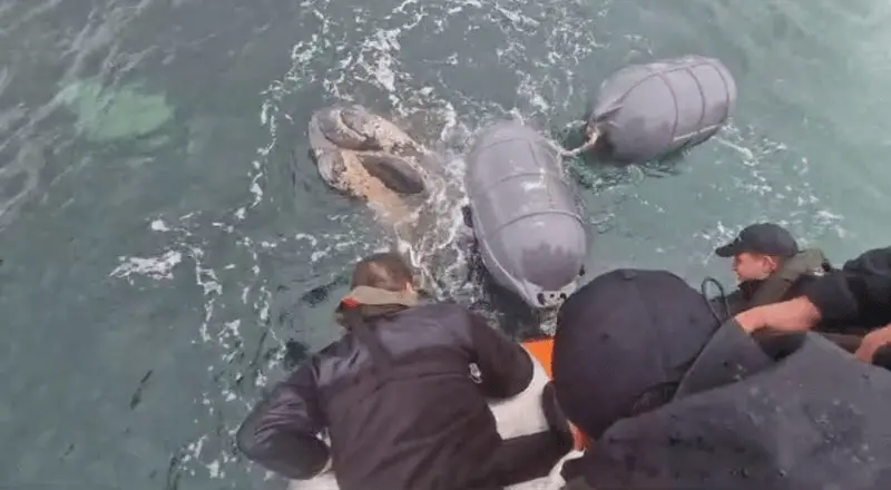 Liberan a cría de ballena austral atrapada en centro de cultivos en la Isla de Chiloé