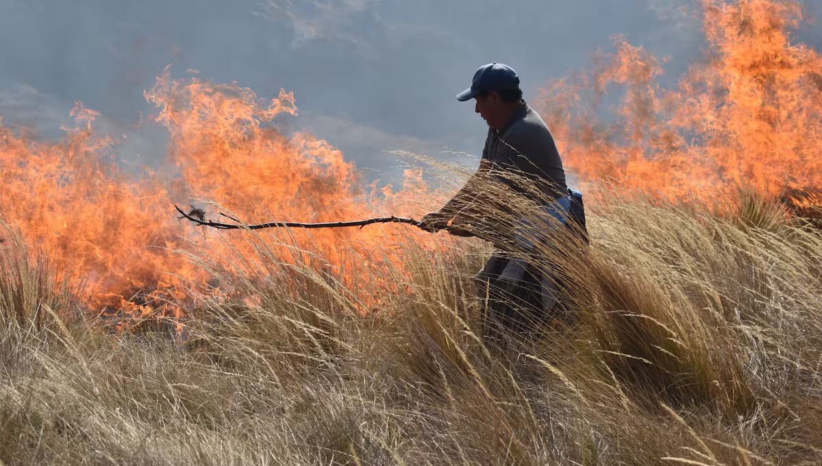Incendios forestales azotan toda la región.