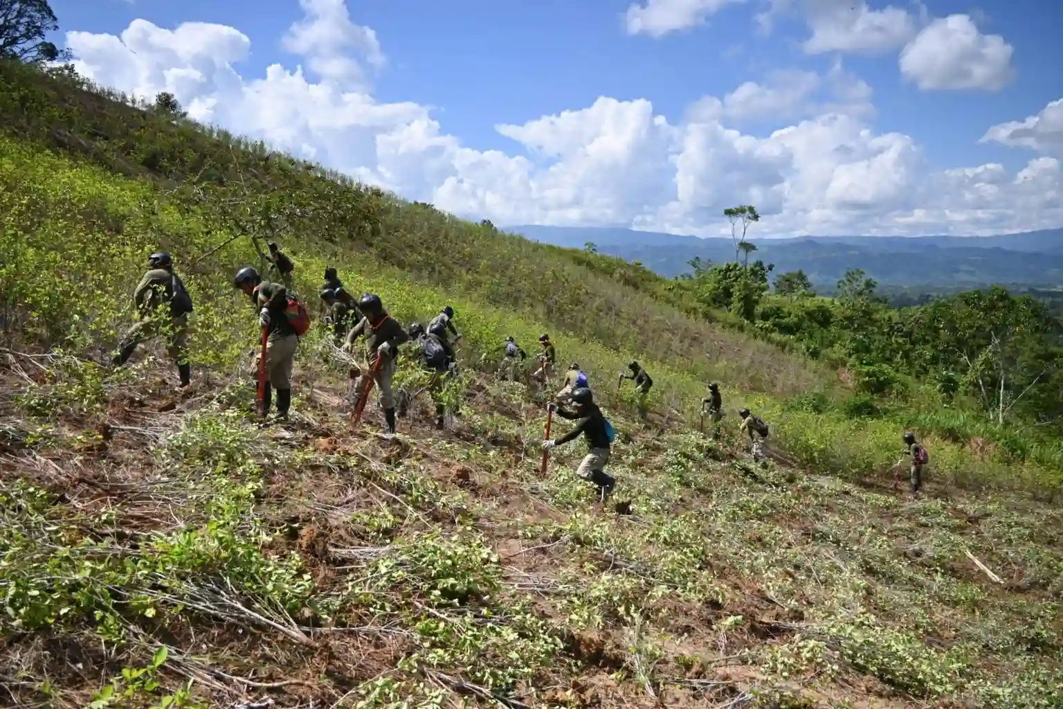 I-Erradican-cerca-de-17-000-hectareas-de-cultivos-ilegales-de-hoja-de-coca-en-2024-II.webp