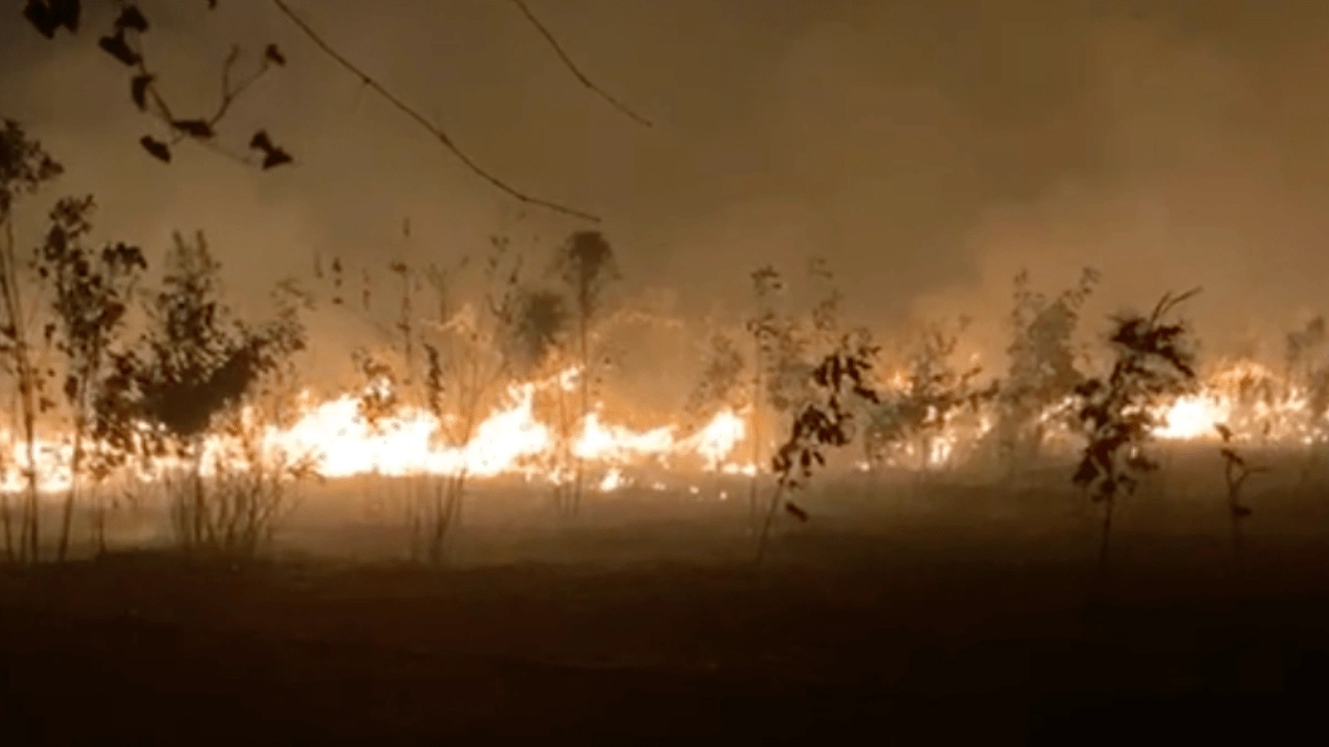 Comunidad Shipiba de Puerto Firmeza pide apoyo al perder 120 hectáreas de reforestación en incendio