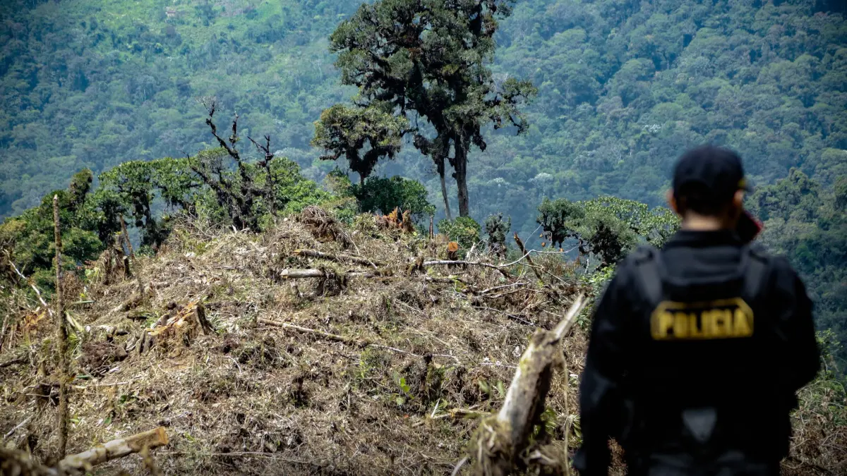 Ley Antiforestal sería el detonante del aumento de incendios y tala ilegal en la Amazonía