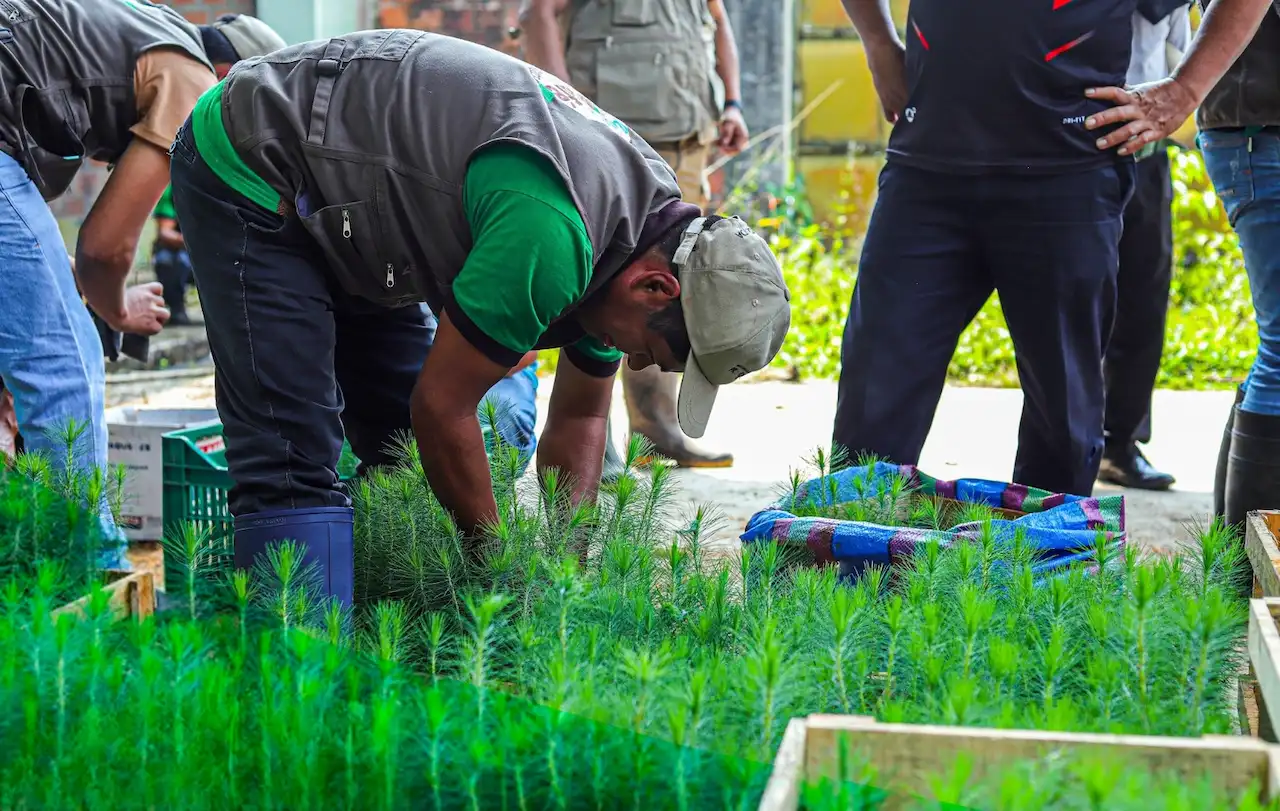 Impulsan renovación de cultivos y recuperación de zonas degradadas en Ucayali