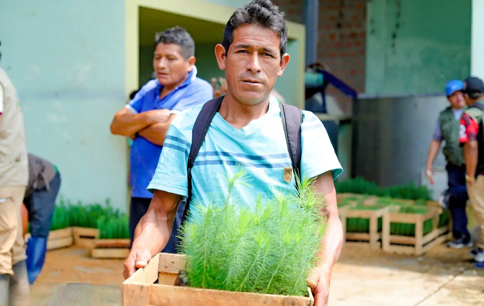 Impulsan renovación de cultivos y recuperación de zonas degradadas en Ucayali