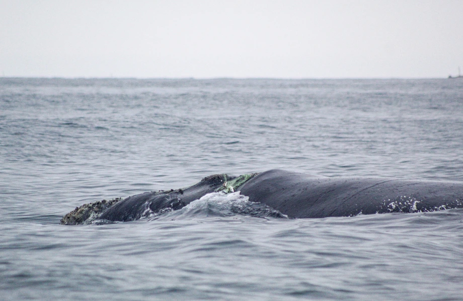 I-Aumento-de-enredos-de-ballenas-impulsa-medidas-urgentes-en-Peru-I.webp