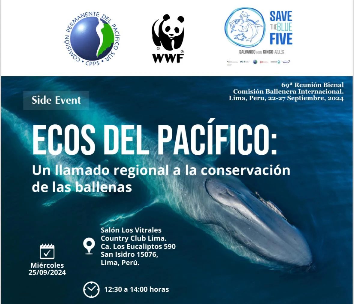 II-Aumento-de-enredos-de-ballenas-impulsa-medidas-urgentes-en-Peru-I.webp