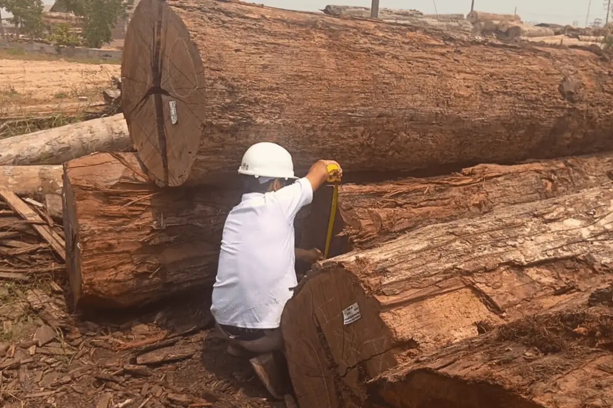 ¿Qué son los Centros de Transformación Primaria y por qué son clave para la industria maderera?