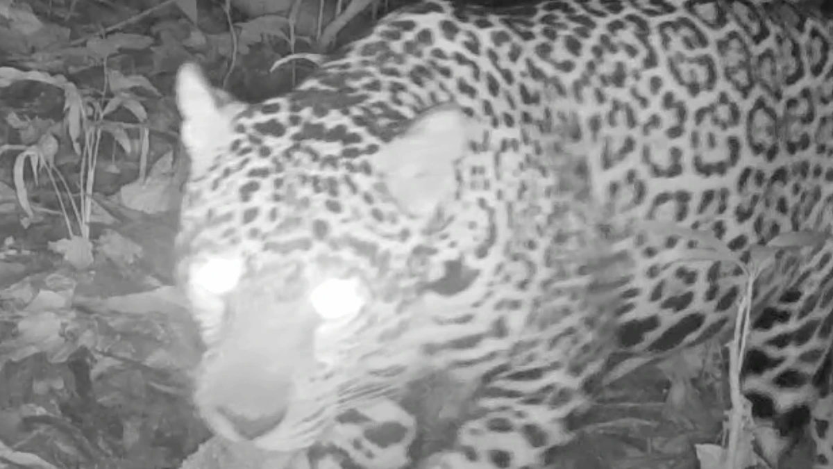 Descubren presencia de otorongos en el Parque Nacional Tingo María