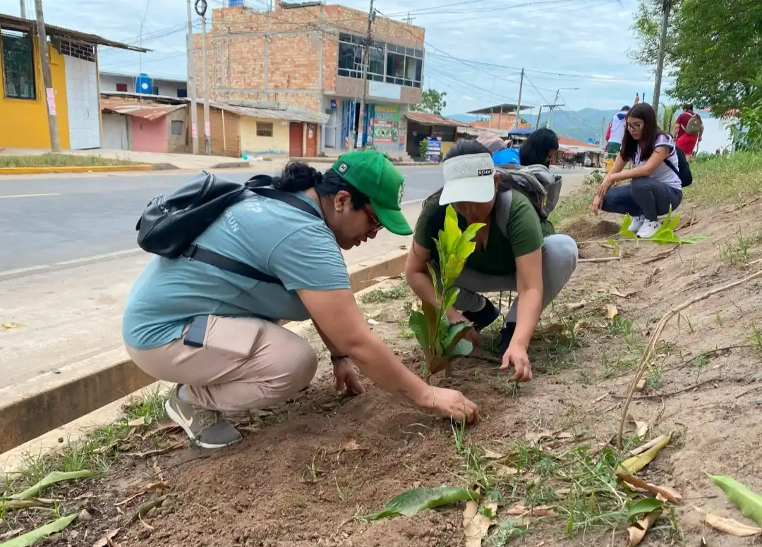 San Martín: Plantan 384 árboles nativos en Tarapoto, Morales y La Banda de Shilcayo