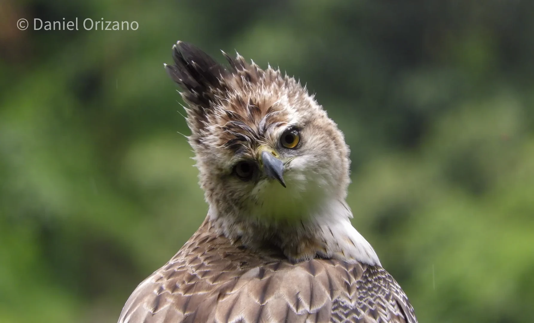 Yanachaga Chemillén: Los retos para la conservación del águila inca