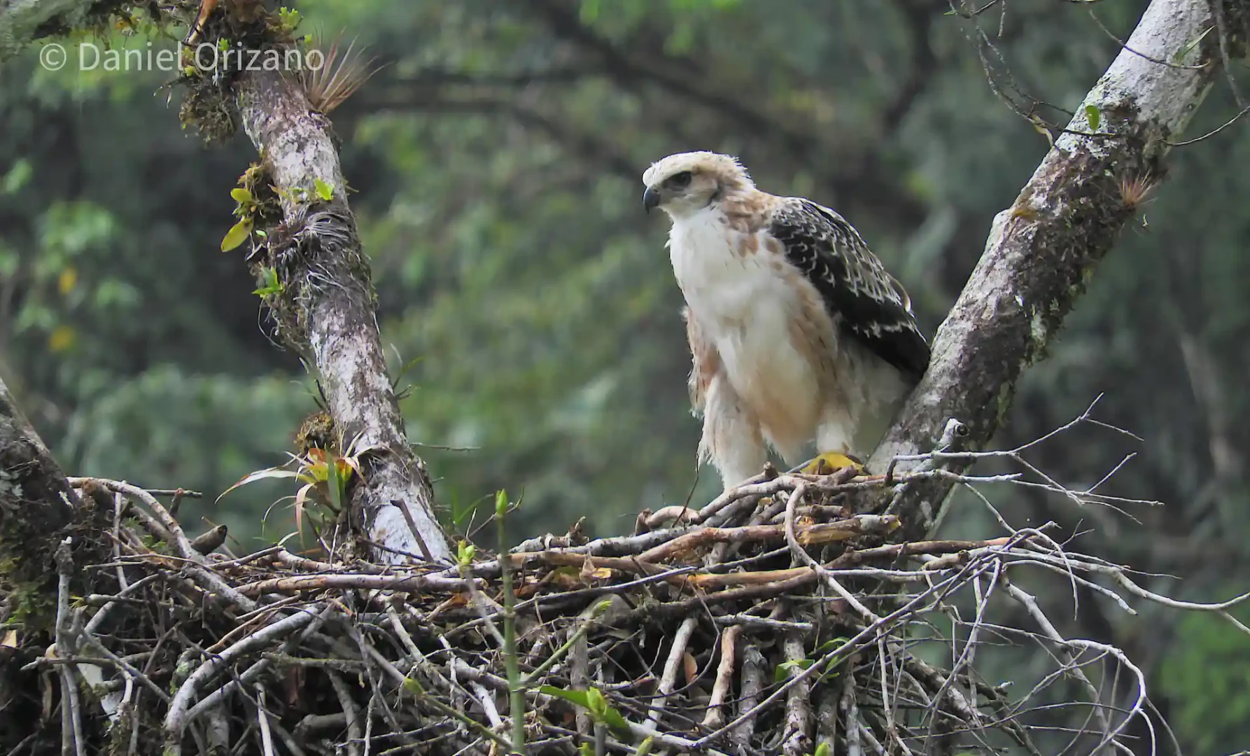 Yanachaga Chemillén: Los retos para la conservación del águila inca