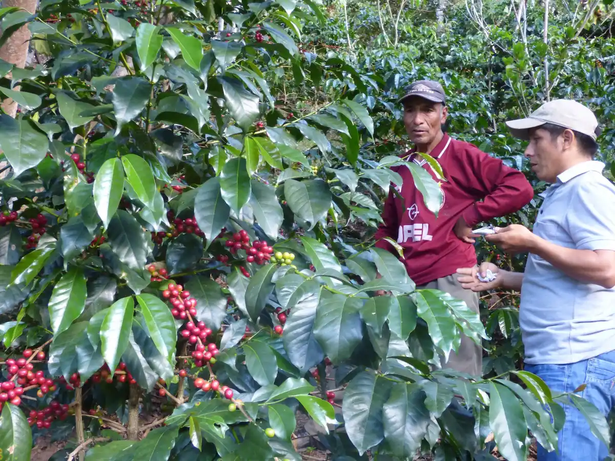 Cooperativa Pangoa promueve calidad y sostenibilidad en el café