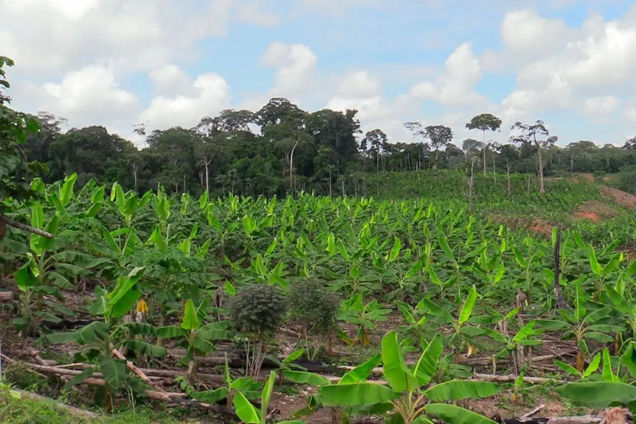 Ucayali: Capacitan a productores de plátano en control de plagas