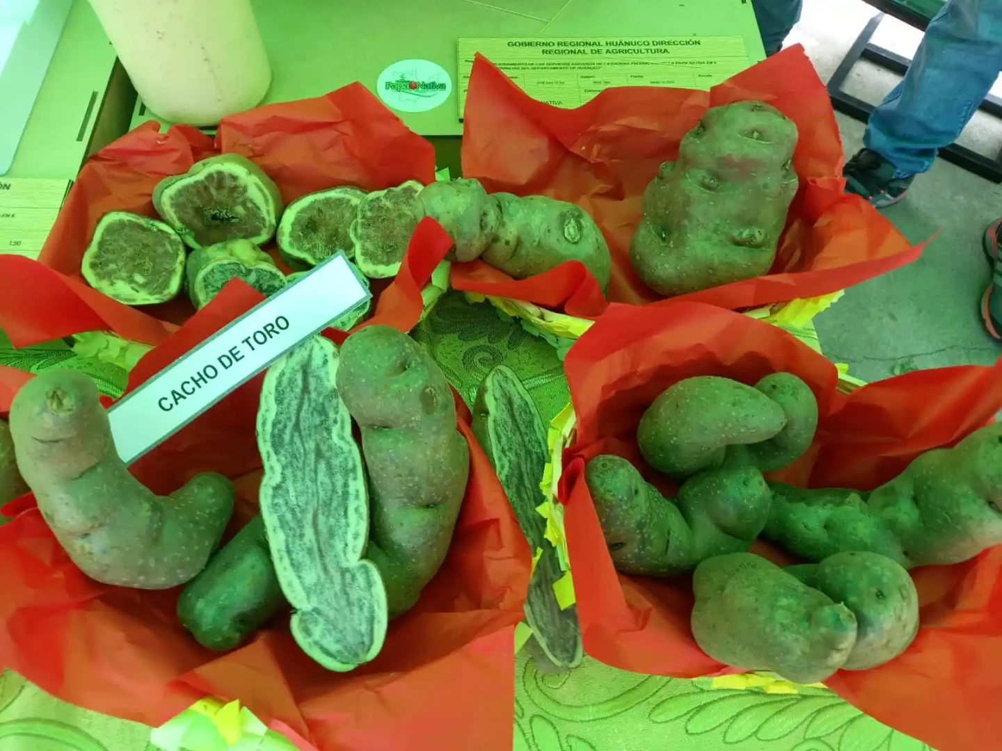 Agricultores de Huánuco aumentarán producción de papa nativa en 2025