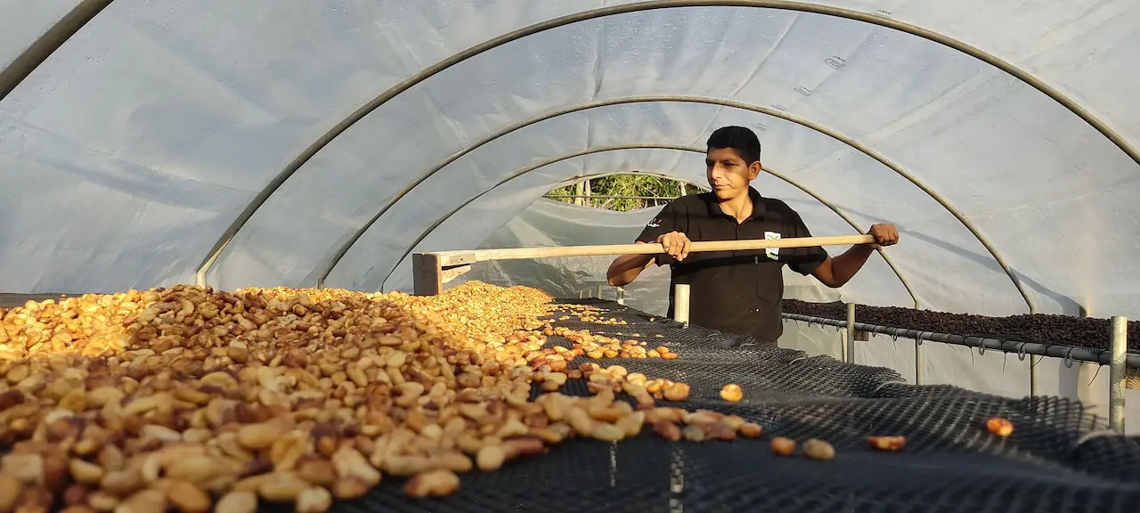 Café de la Cooperativa Sostenible Llaylla presente en la Ficafé