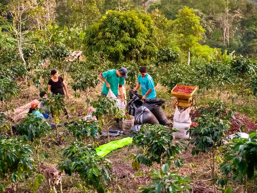 Impulsan la creación de un fondo cafetalero para mejorar el sector