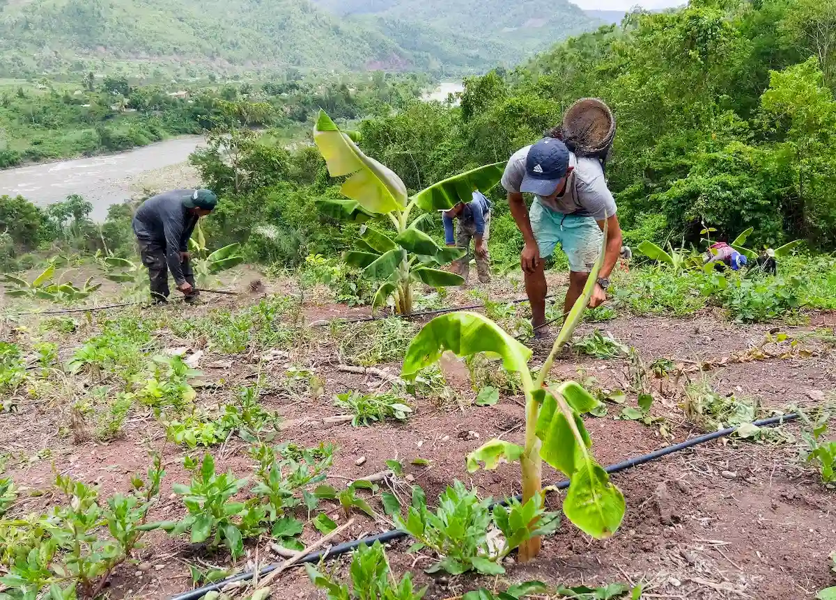 Satipo- Fortalecen conocimientos agrícolas a comunidad nativa de Gloriabamba