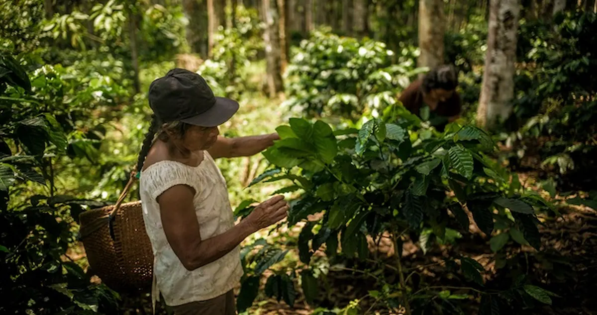 1000 familias mejoran ingresos con restauración de ecosistemas en la Amazonía
