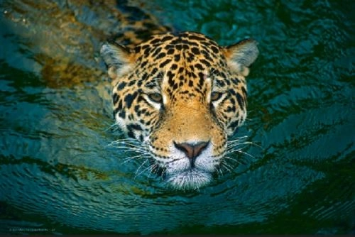 Ícono de la Amazonía del Perú y la cultura andina enfrenta amenazas