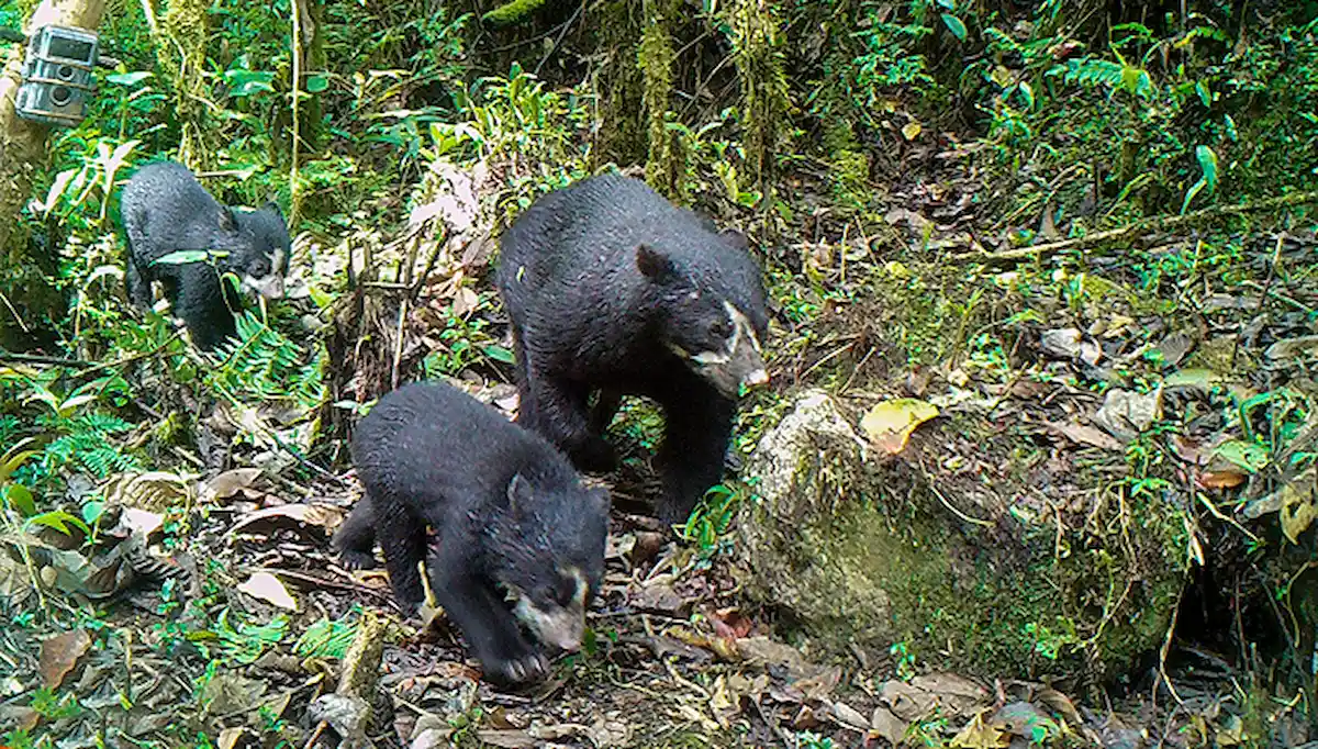 Monitoreo satelital protege a oso andino en Santuario de Machupicchu