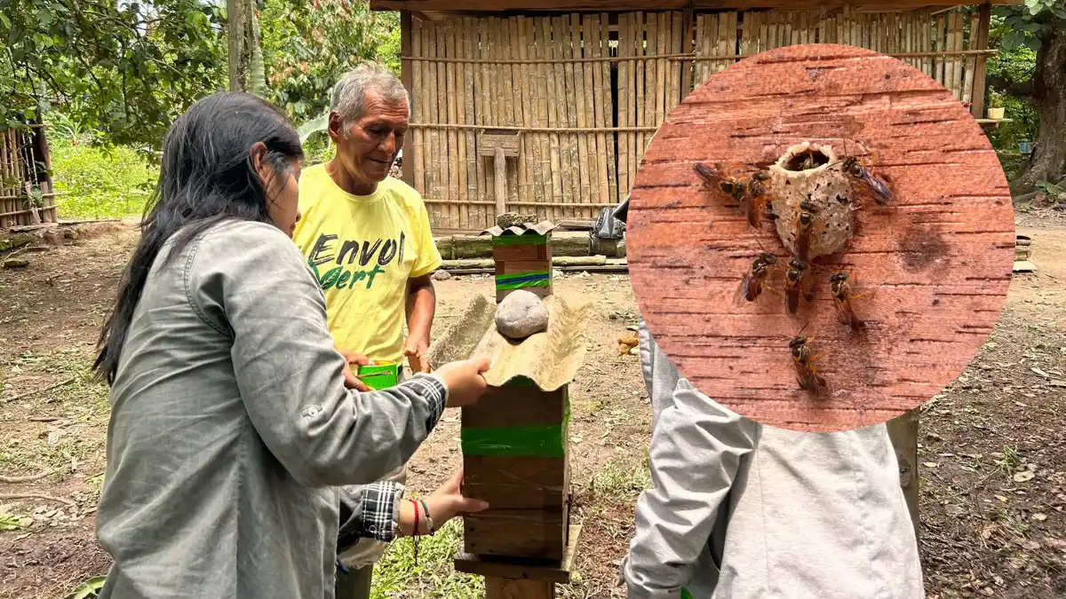 Envol Vert impulsa la crianza de abejas nativas en Leoncio Prado