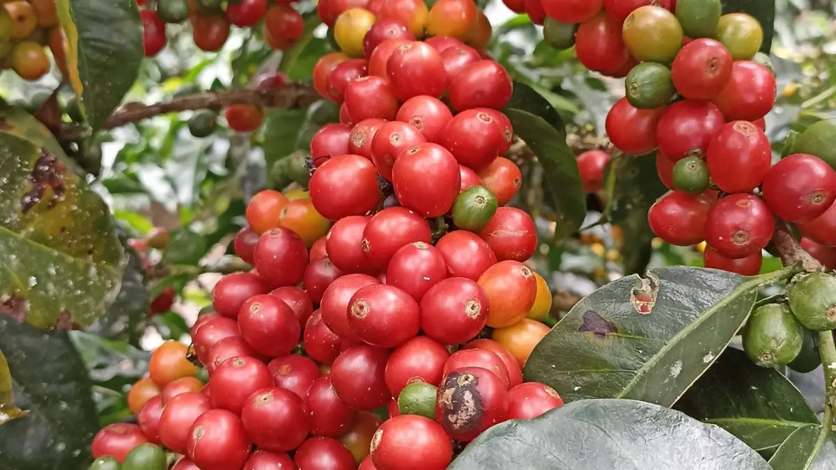 Proyecto de mejora en la calidad del café avanza en Unión Condorbamba