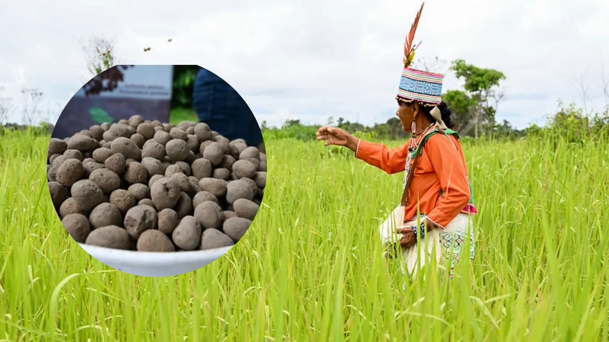 Utilizan 1.5 millones de esferas reforestadoras para restaurar bosques amazónicos