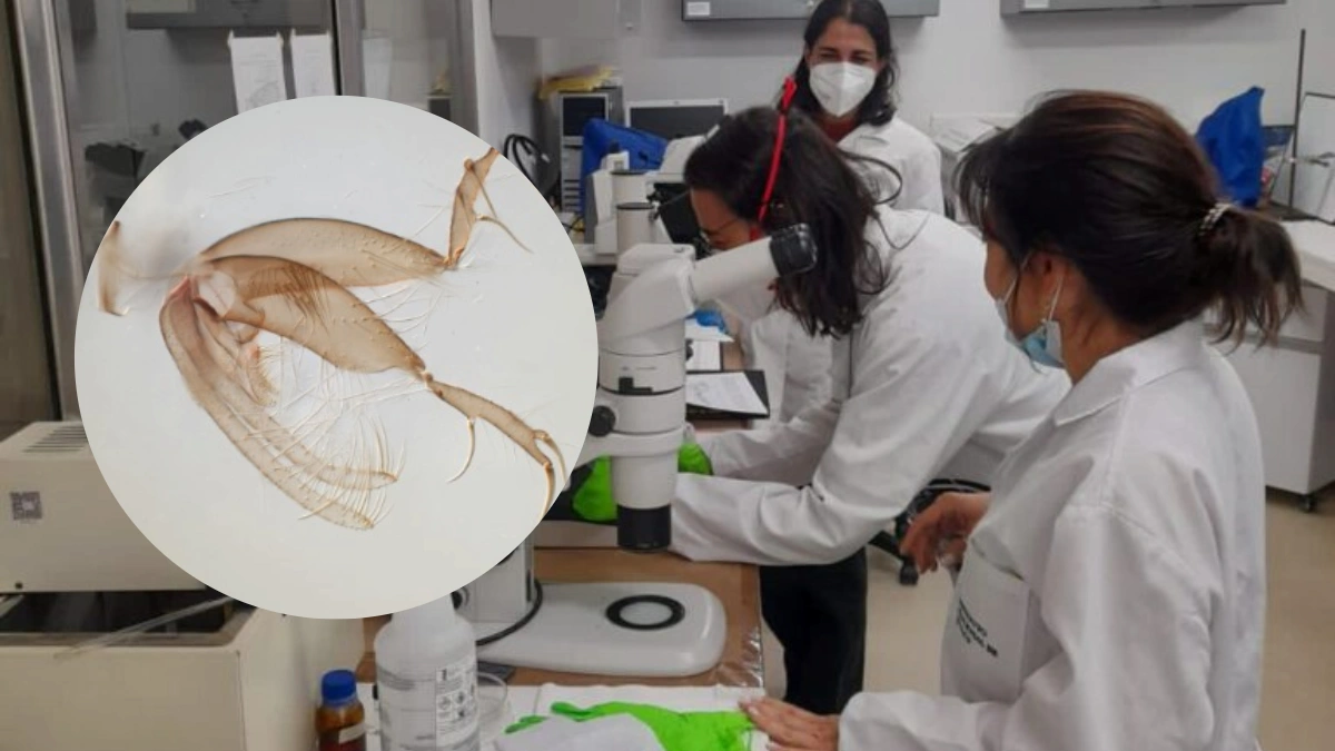 Insecto amazónico recién identificado impulsa avances contra enfermedades tropicales