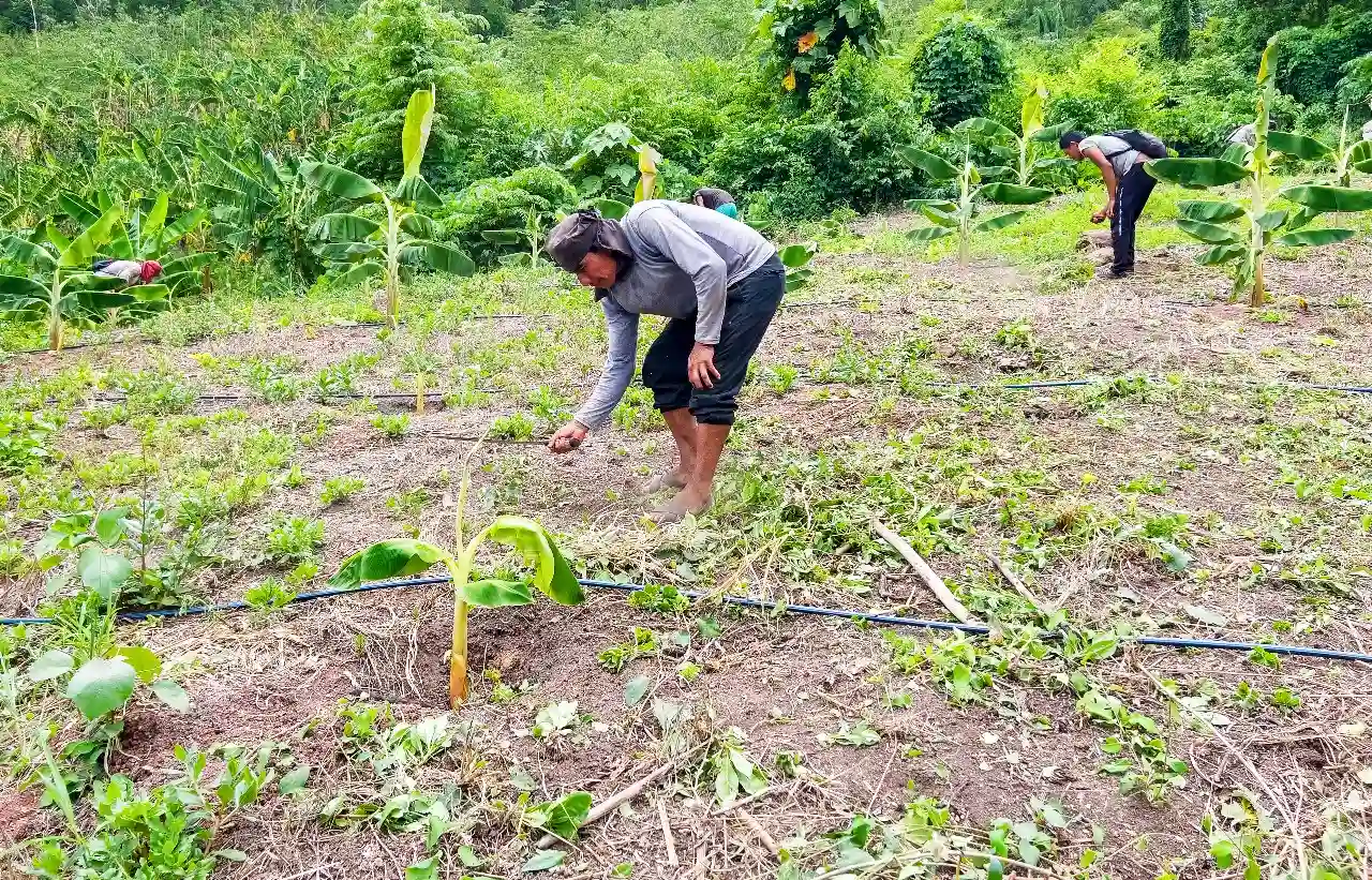 Nuevo director zonal de Provraem Pangoa destaca avances en proyecto de plátano