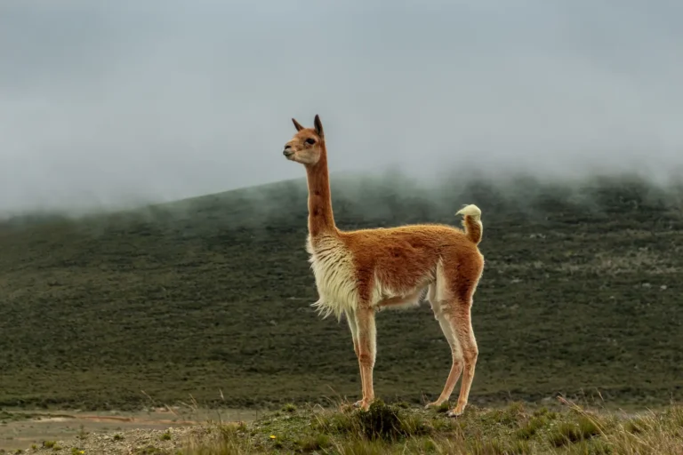 Vicuña del Perú
