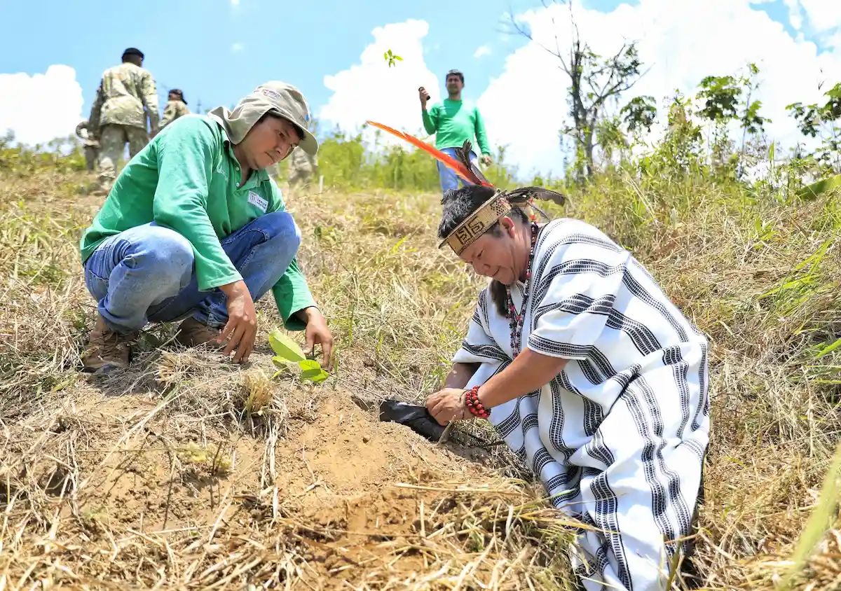 Satipo- Siembran 1000 plantones en Mazamari y Pangoa por Semana Forestal