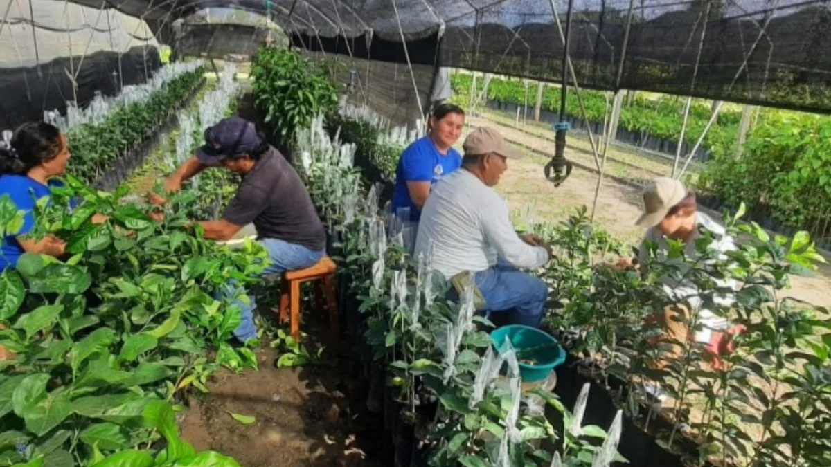 San Martín Injertan 2400 plantones de cidra para optimizar producción agrícola