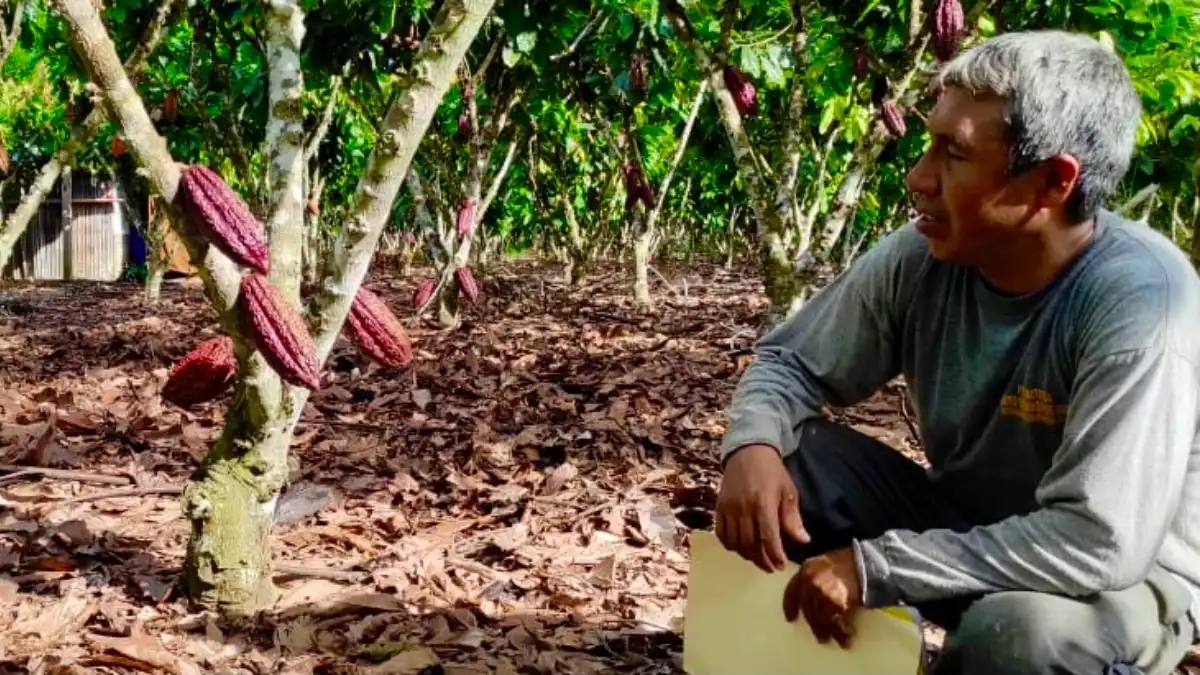 Agricultor de Cholón transformó su vida gracias al cacao