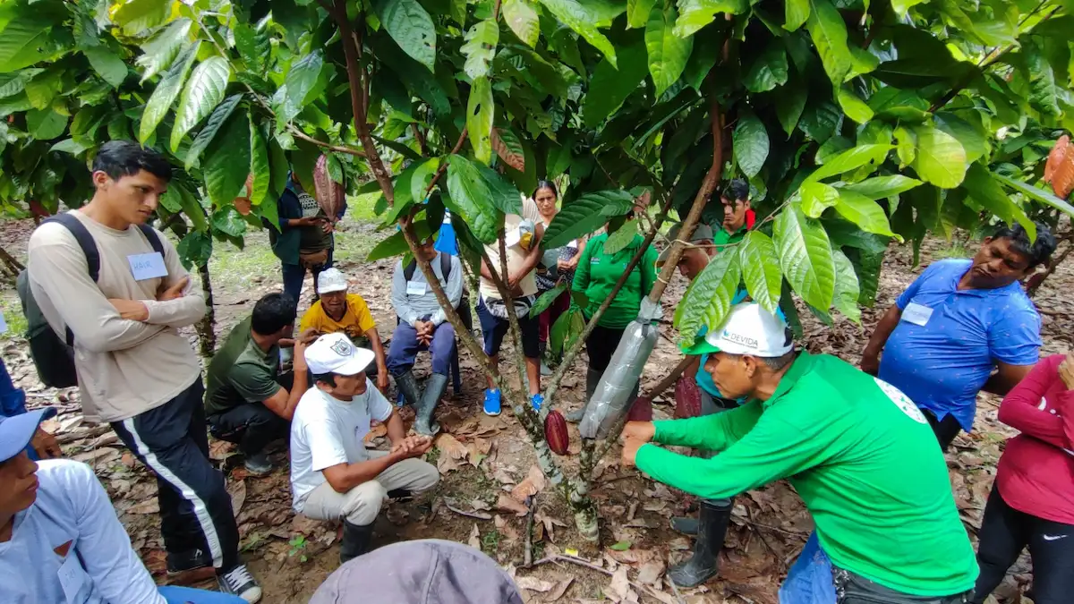 El cacao como motor de desarrollo agrícola