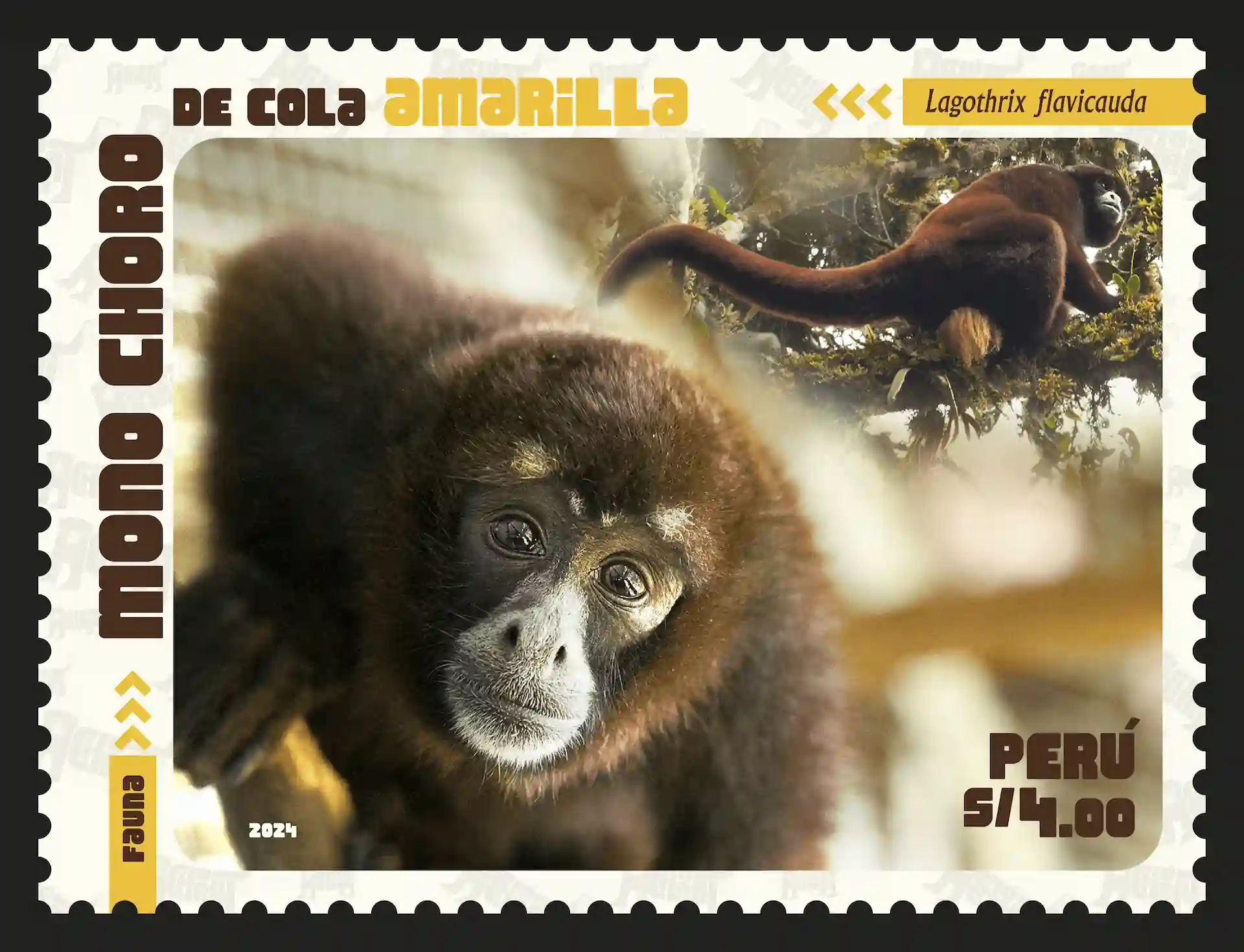 Se aprecia en primer plano un retrato de un mono choro de cola amarilla y en segundo plano otro mono igual, pero de espaldas, mostrando su mechón de pelos rubios.