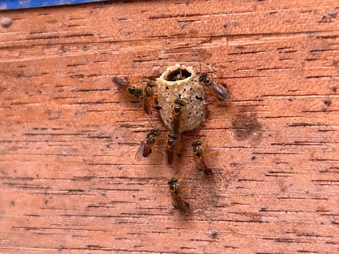 Reconocen a abejas sin aguijón como especies de interés nacional