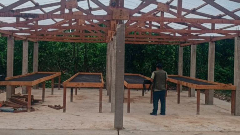 Cacaoteros de Curimaná modernizan producción con módulos de procesamiento