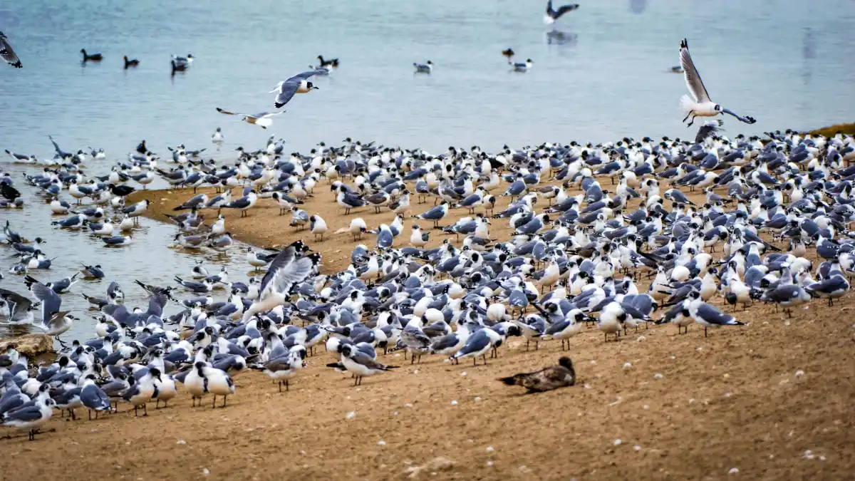 Más de 10 000 gaviotas de Franklin migra a los Pantanos de Villa
